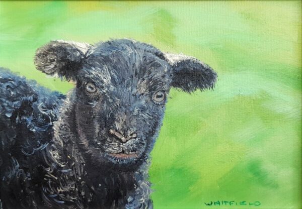 original oil painting by local artist Simon Whitfield featuring herdwick sheep herdy lamb