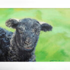 original oil painting by local artist Simon Whitfield featuring herdwick sheep herdy lamb