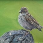 lake district art original oil painting sparrow by simon whitfield of a bird sitting on a rock with a bright green background