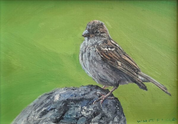 lake district art original oil painting sparrow by simon whitfield of a bird sitting on a rock with a bright green background
