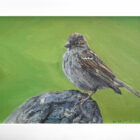 lake district art original oil painting sparrow by simon whitfield in a white frame