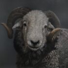 Herdwick Ram Lake District art an original oil painting by Stephen Park. A traditional life like animal portrait in great detail by wildlife artist