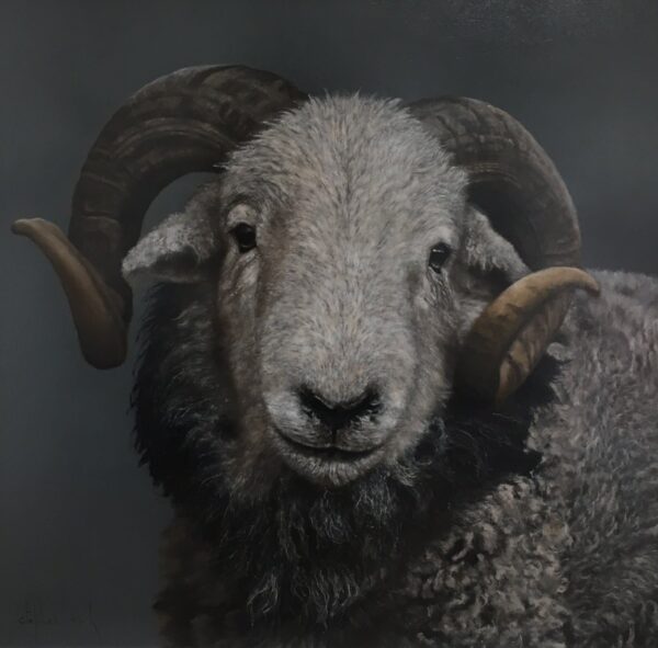 Herdwick Ram Lake District art an original oil painting by Stephen Park. A traditional life like animal portrait in great detail by wildlife artist