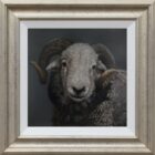 Herdwick Ram Lake District art an original oil painting by Stephen Park. A traditional life like animal portrait in great detail by wildlife artist